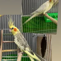 یکجفت طوطی عروس مولد|پرنده|بهشهر, |دیوار