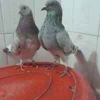 کفتر یا کبوتر