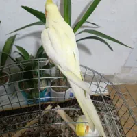 عروس هلندی|پرنده|فردیس, شهرک ۱۱۰|دیوار