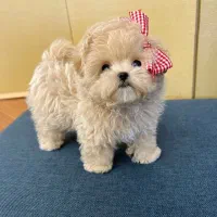 مالتیپو وارداتی نر مقطوع 15