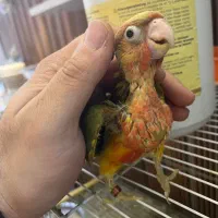 گرینچیک جوجه دبل رد یلوساید|پرنده|مشهد, یاس|دیوار