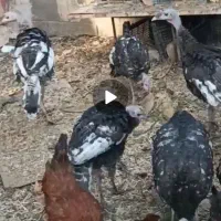 بوقلمون برنز وارداتی