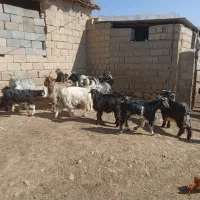 ۵ راس کهره نر چاق|حیوانات مزرعه|بانش, |دیوار