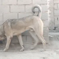 سیمه توله 10 ماهه|سگ|بوکان, |دیوار