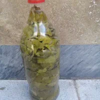 برگ مو