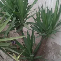 یوکا خاص وزیبا
