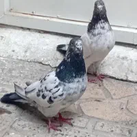 کفتر پرشی پاکستانی هوش بسیار قوی