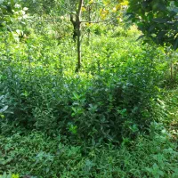 شمشاد طلایی و سبز زمینی|خدمات باغبانی و درختکاری|چابکسر, |دیوار