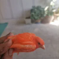 قناری رد فاکتور