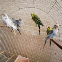 جفت مولد مرغ عشق و چهار جوجه به همراه قفس و وسایل