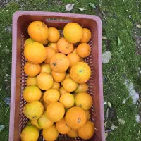 چیده شده و آماده