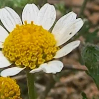 پیدا شده