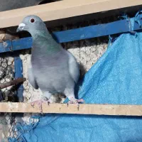 کفترآلمانی،ماده|حیوانات|اسلام‌شهر, شاطره|دیوار