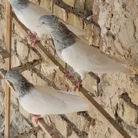 کله ای  کله ای|پرنده|قم, شهرک فاطمیه|دیوار