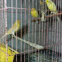 قناری ماده|پرنده|تنکابن, |دیوار