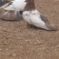 قزوینی‌نروماده‌دمه‌تخم‌وکمربالا‌وزیبا
