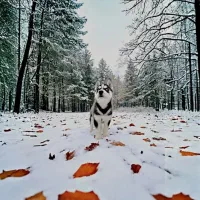 توله هاسکی نر هفت ماهه
