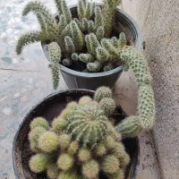 گل طبیعی خونگی|گل و گیاه طبیعی|یاسوج, |دیوار