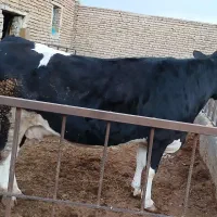 گاو گوشتی|حیوانات مزرعه|مرند, |دیوار