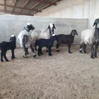 شیشک میش بره دار