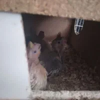 یک جفت عروس هلندی با جوجه|پرنده|سبزوار, قلعه‌نو دهزار|دیوار