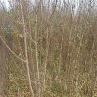 نهال|گل و گیاه طبیعی|میاندوآب, |دیوار