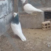 جفت طوقی عروسک|پرنده|کوهبنان, |دیوار