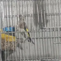 معاوضه سهره نر نیم رنگ با قناری یا سهره بالغ