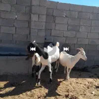 بزسانن اصل|حیوانات مزرعه|مشهد, آزادشهر|دیوار