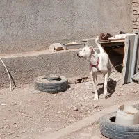 سگ معاوضه با قناری|سگ|نیشابور, فضل|دیوار