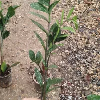 زاموفیلیا ۲ـ۴شاخ 50ت