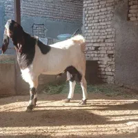 بزری|حیوانات مزرعه|میان جلگه, |دیوار