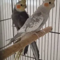 جفت عروس هلندی