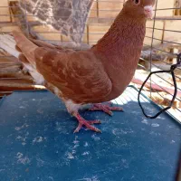 گمشده کفتر دم سفید