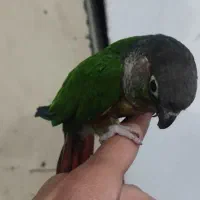 گرینچیک دستی رام معاوضه با ملنگو قناری عروس هلندی|پرنده|قرچک, باقرآباد|دیوار