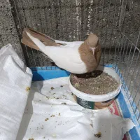 7تاکبوتر سرحال برای جوجه گیری|پرنده|خرم‌آباد, |دیوار