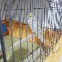 قناری|پرنده|پاکدشت, پاکدشت (مامازند)|دیوار