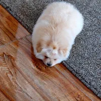 سگ آپارتمانی پامرانین