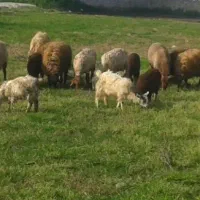 فروش تعدادی گوسفند نر و ماده