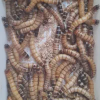 تعدادی سوپرورم (فروش فوری)