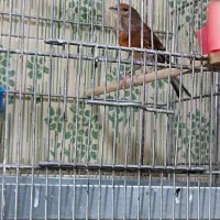 سهره|پرنده|تهران, جوادیه تهرانپارس|دیوار