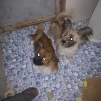 سگ. توله سگ شیتزو.