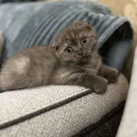 گربه اسکاتیش