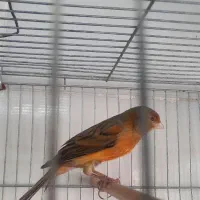 قناری سوخته سرخ