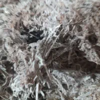 فروش کمپوست پرورش قارچ دکمه ای