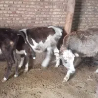 گوساله و گوسفند ماده|حیوانات مزرعه|هریس, |دیوار