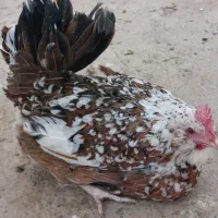 حراج خروس ودوتک نژاددارگلین|حیوانات مزرعه|اصفهان, خواجو|دیوار