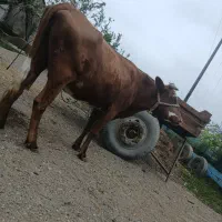 گاو شکم دار گوساله نر ماده ورزا لیشه