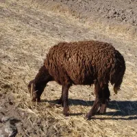 بره ماده