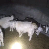 کهره نر چاق|حیوانات مزرعه|ارزوئیه, |دیوار